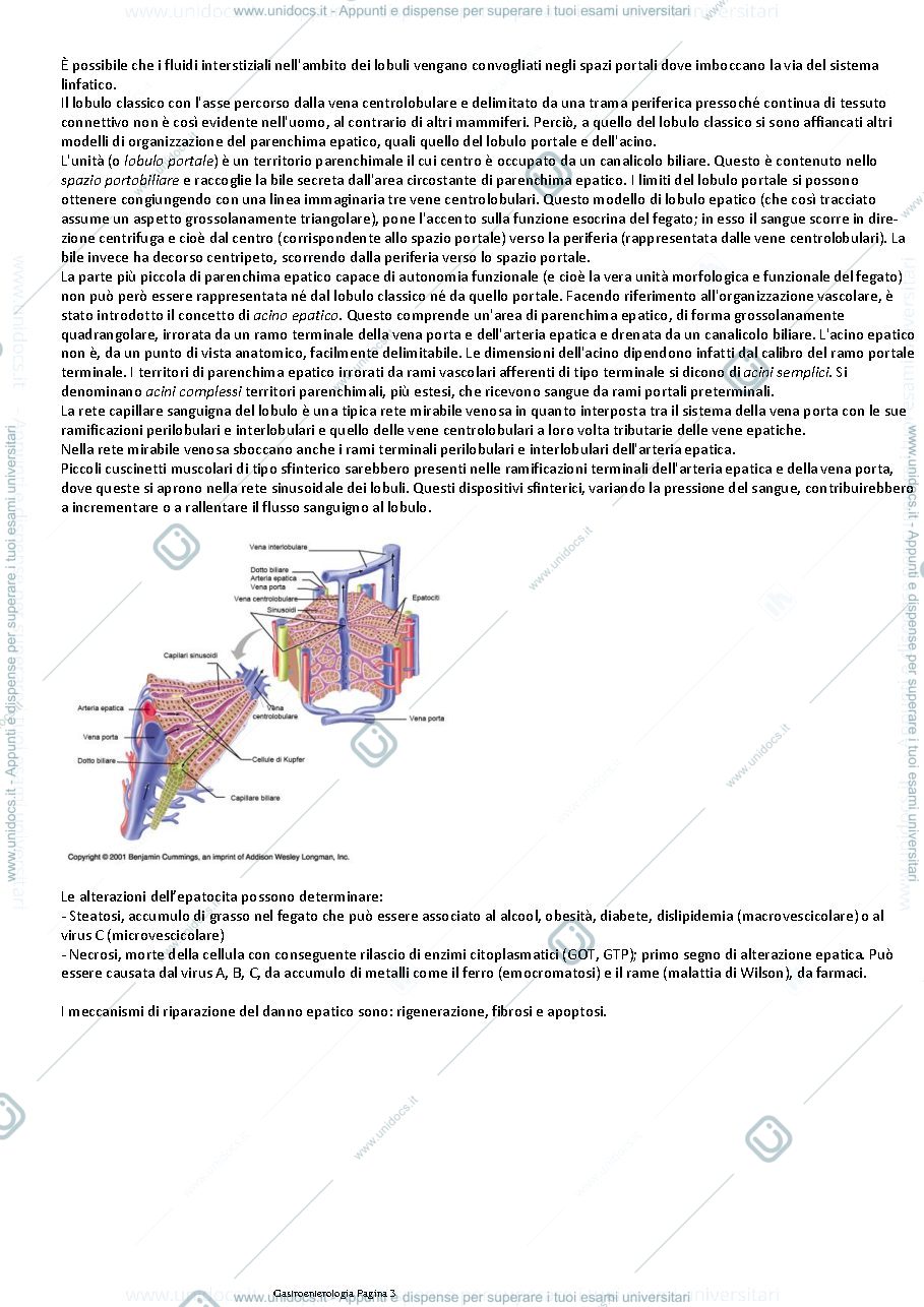 Anteprima pagina 3 — Gastroenterologia