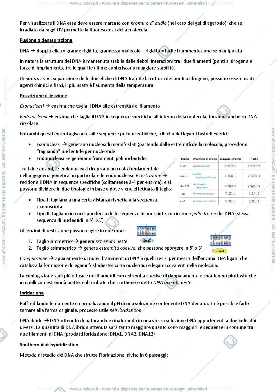 Anteprima pagina 2 — Genetica Agraria 