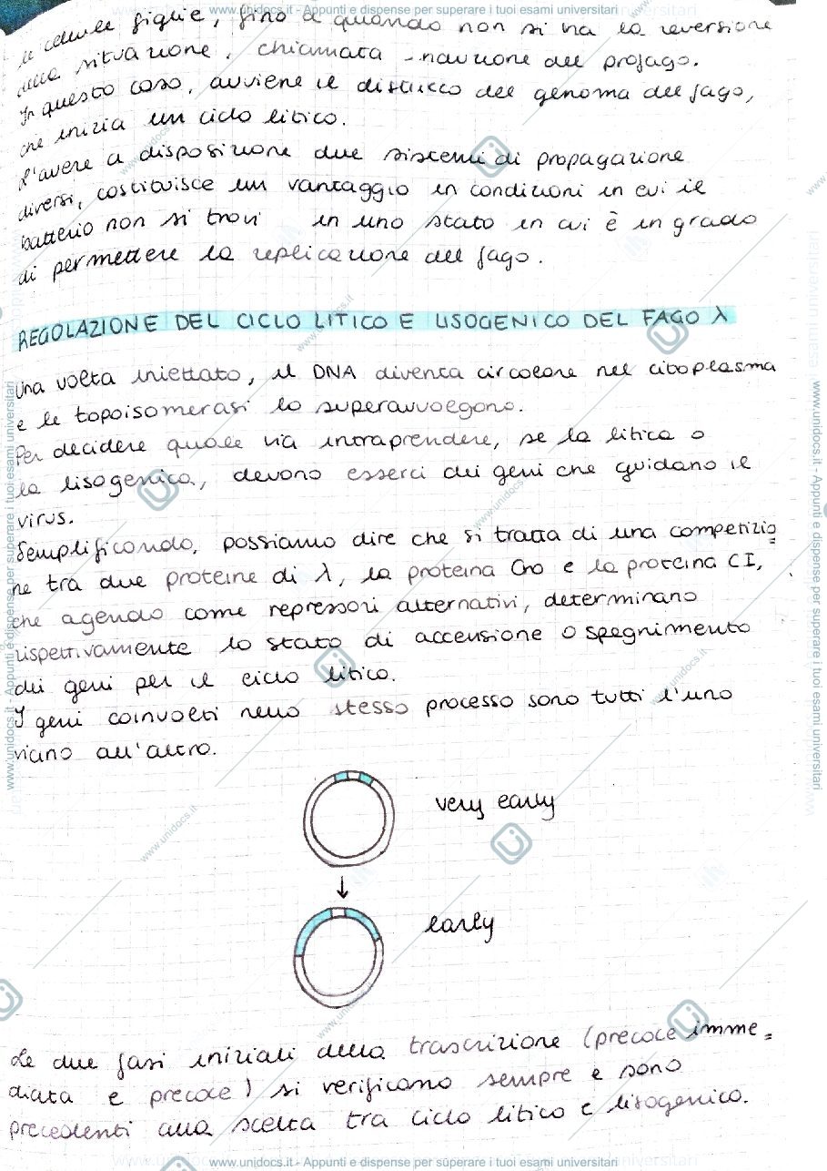 Anteprima pagina 1 — Fago Lambda