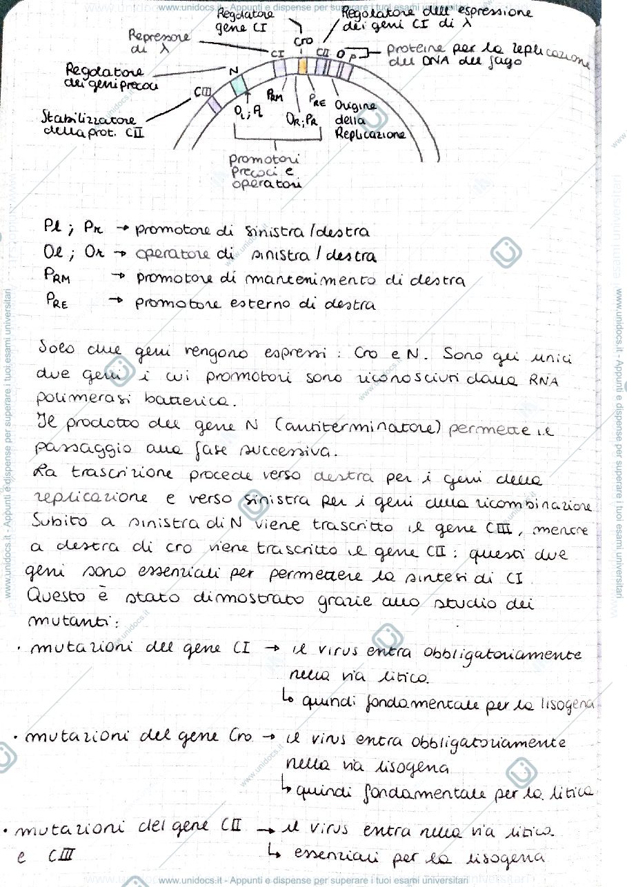 Anteprima pagina 2 — Fago Lambda
