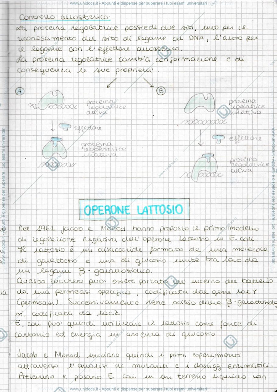 Anteprima pagina 1 — Operone Lattosio