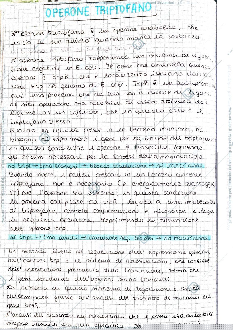 Anteprima pagina 1 — Operone triptofano