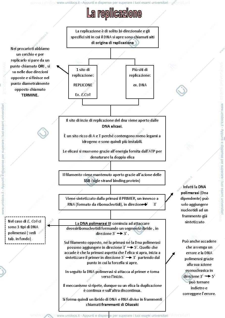 Anteprima pagina 1 — Replicazione DNA