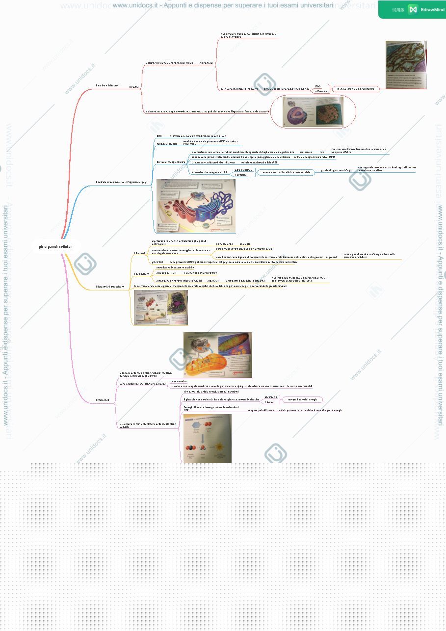 Anteprima pagina 1 — Organuli cellulari 