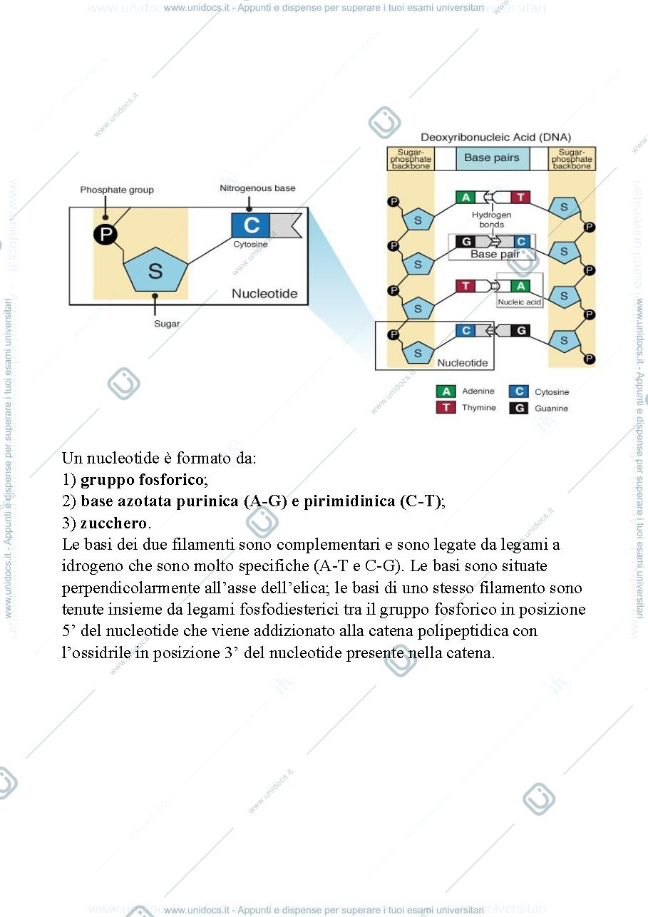 Anteprima pagina 2 — Appunti genetica