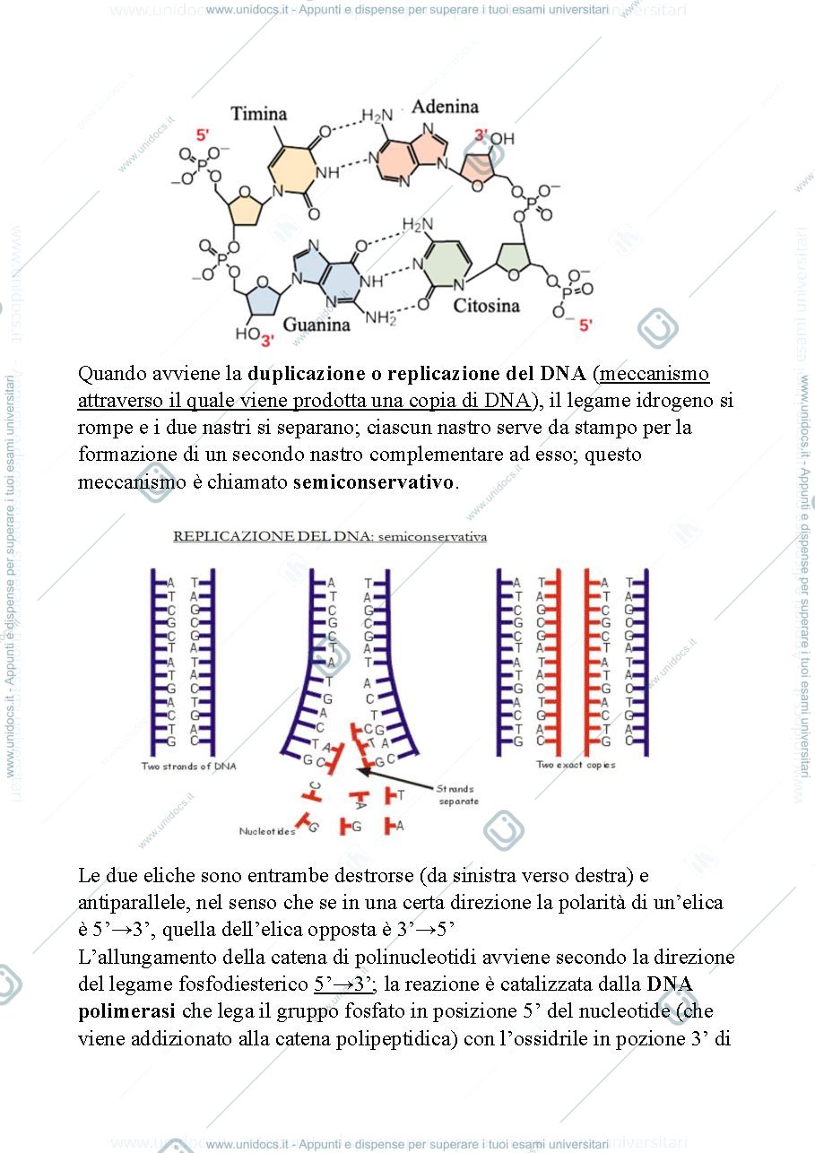 Anteprima pagina 3 — Appunti genetica