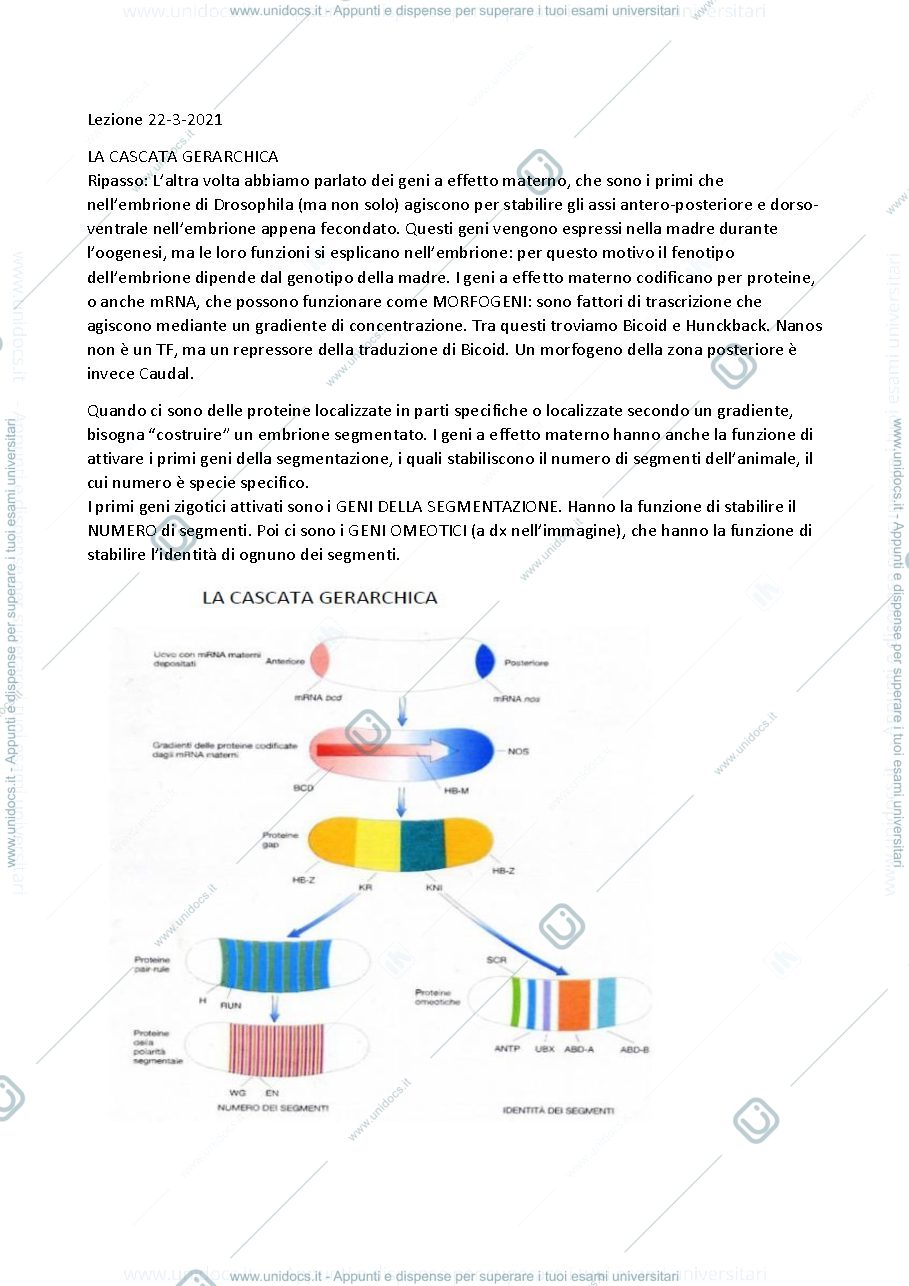 Anteprima pagina 1 — Geni della segmentazione