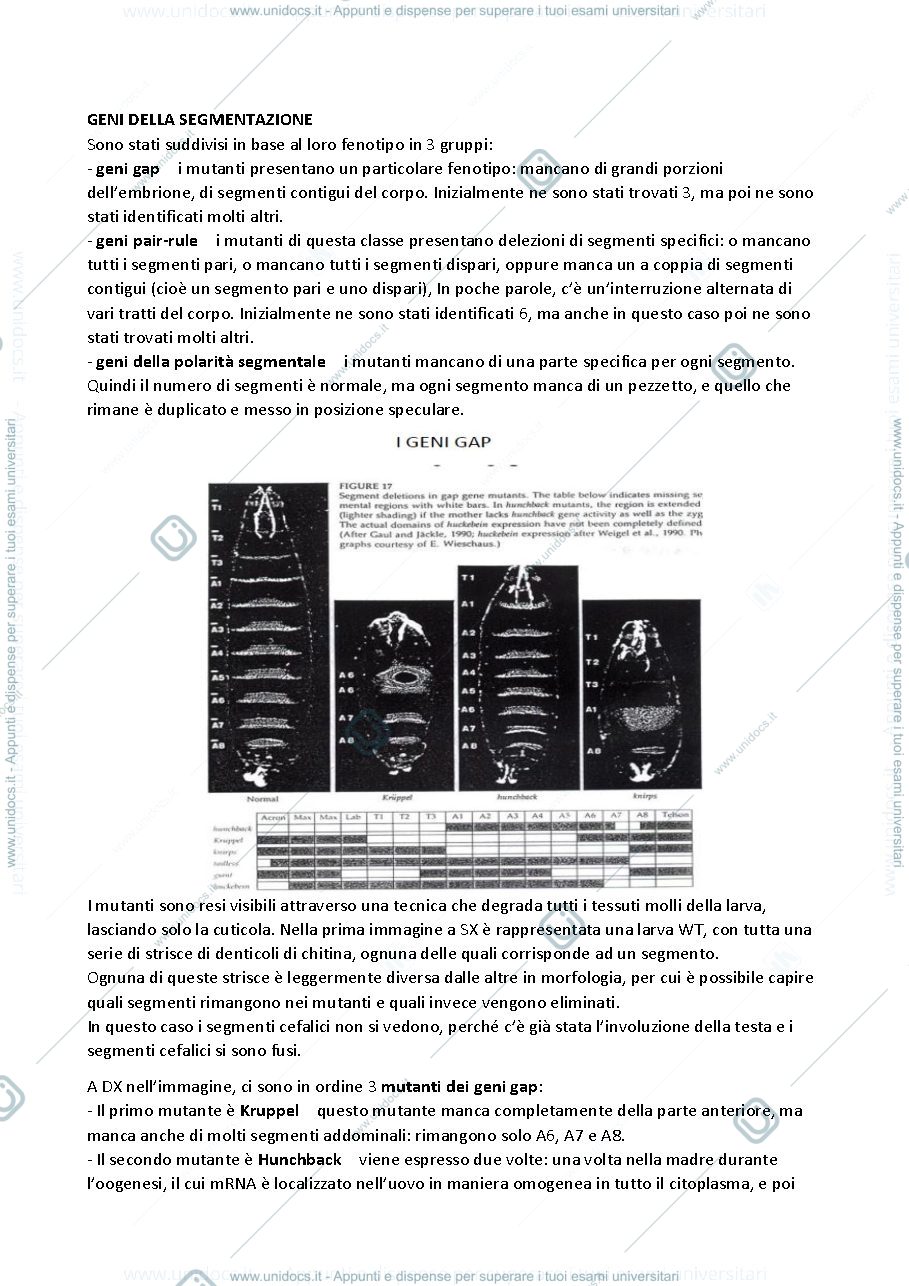 Anteprima pagina 2 — Geni della segmentazione