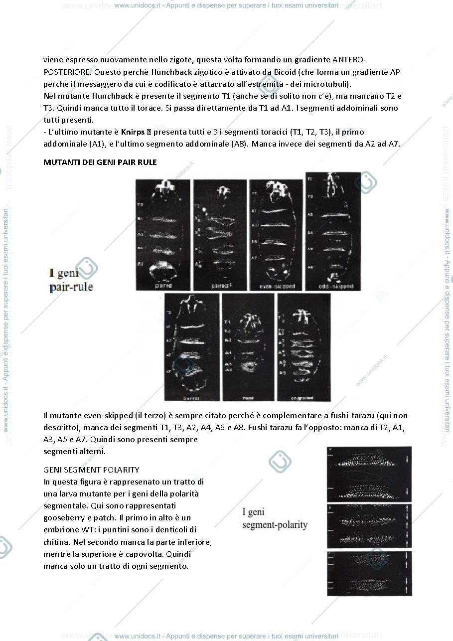 Anteprima pagina 3 — Geni della segmentazione