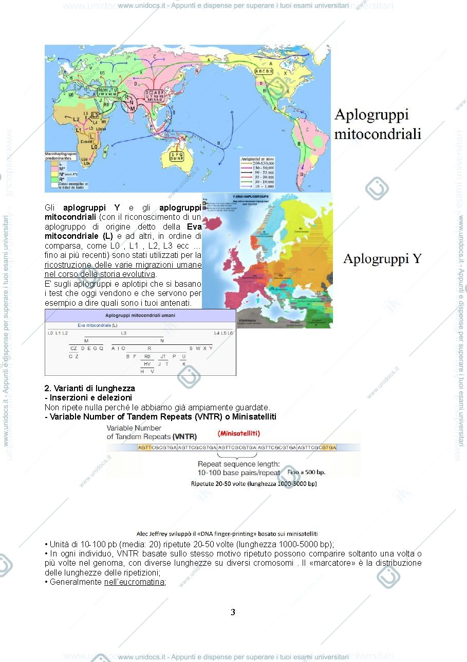 Anteprima pagina 3 — EVOLUZIONE MOLECOLARE