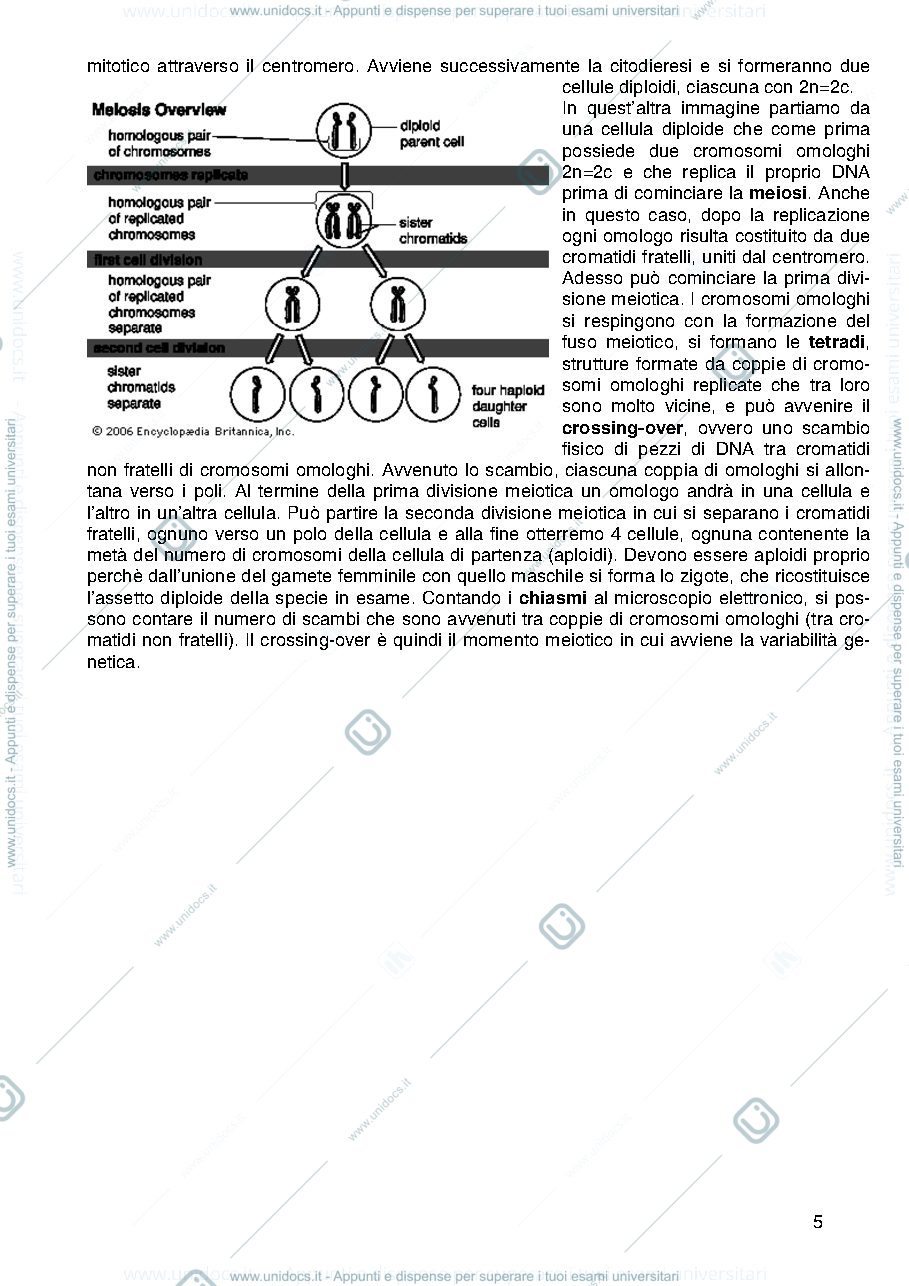 Anteprima pagina 5 — Genetica Prof Majello
