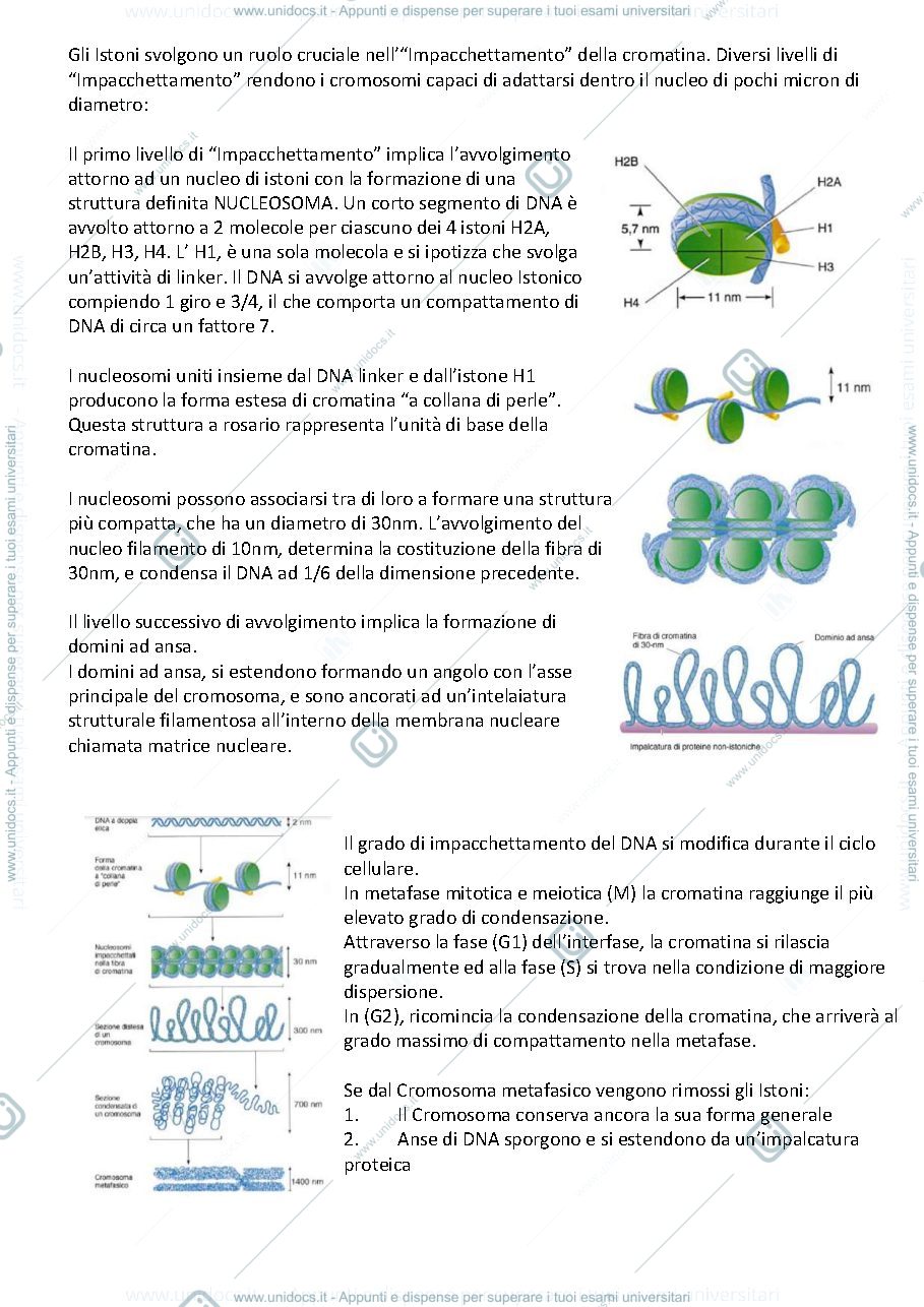 Anteprima pagina 4 — Genetica