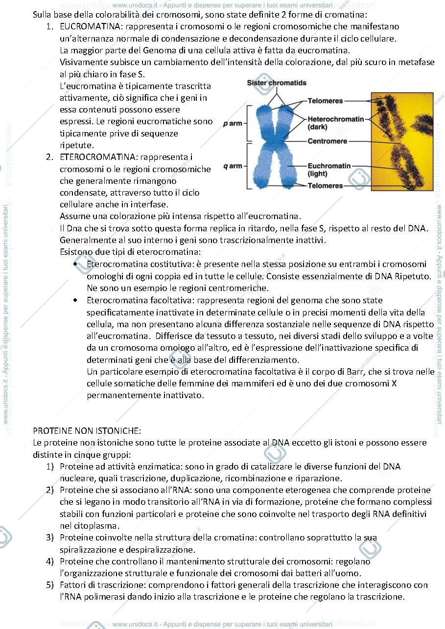 Anteprima pagina 5 — Genetica
