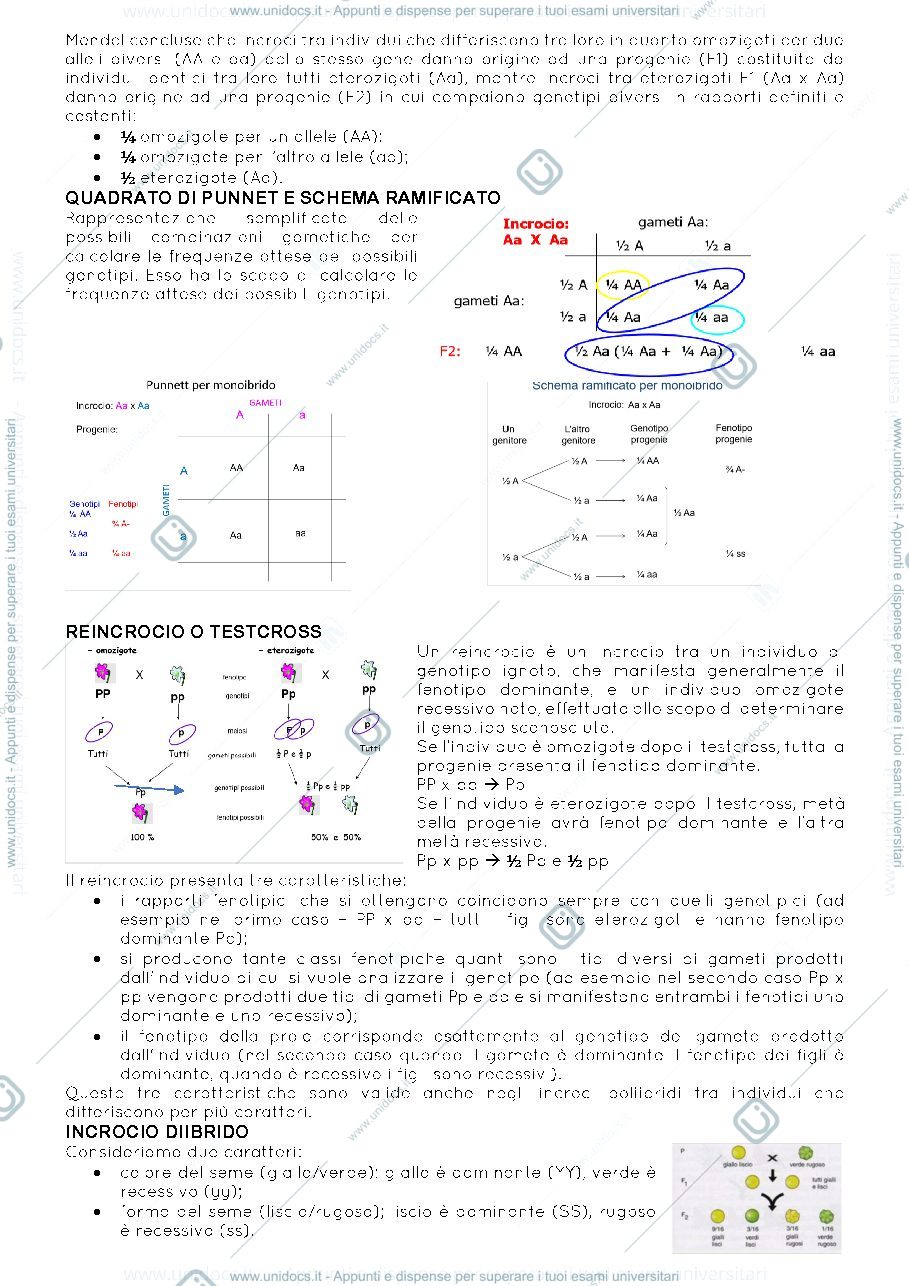 Anteprima pagina 3 — genetica per principianti
