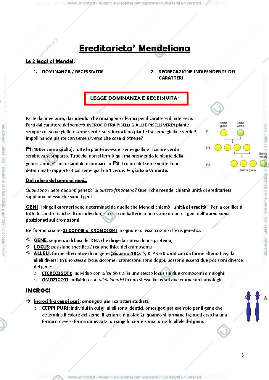Anteprima pagina 3 — appunti genetica