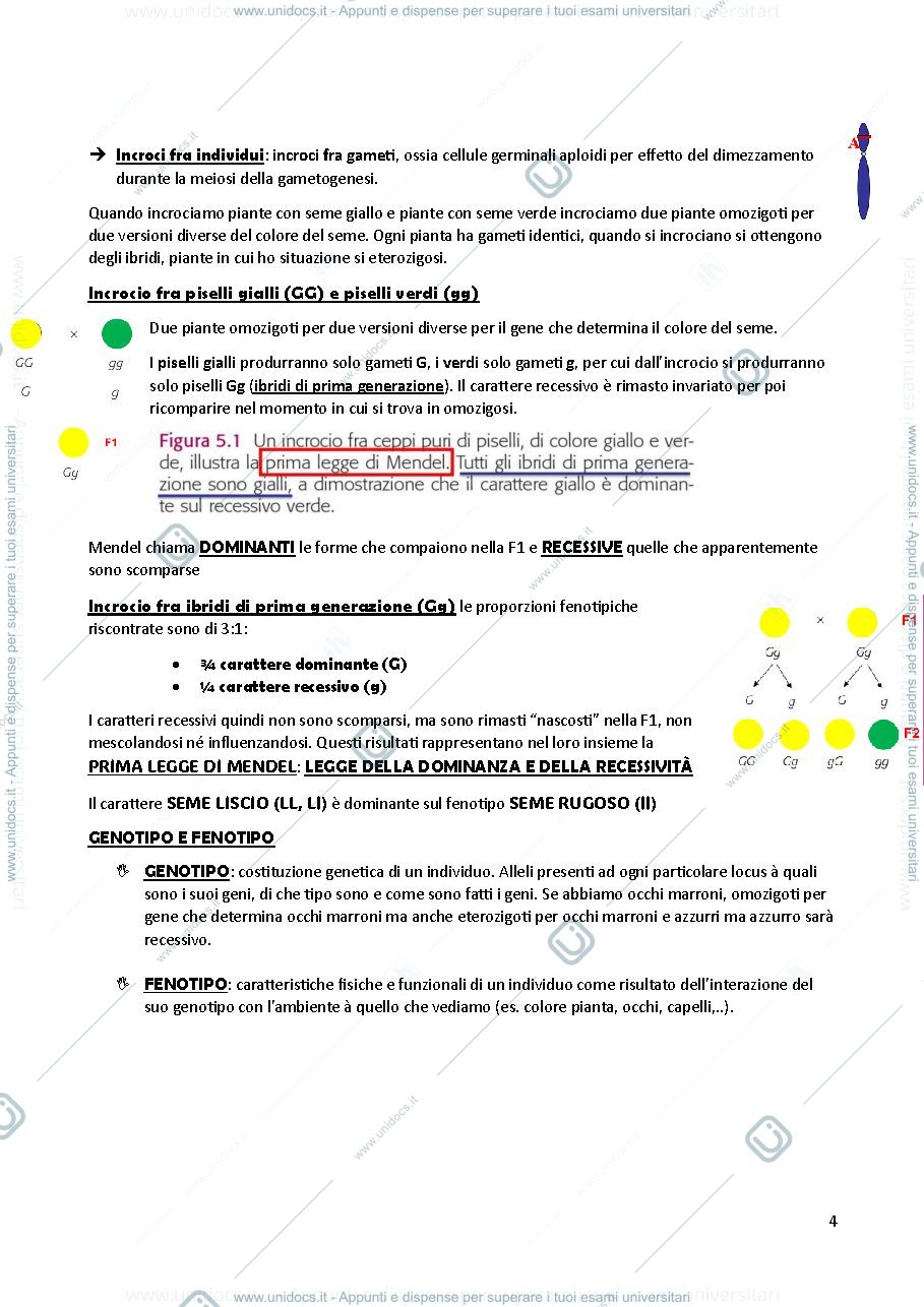 Anteprima pagina 4 — appunti genetica
