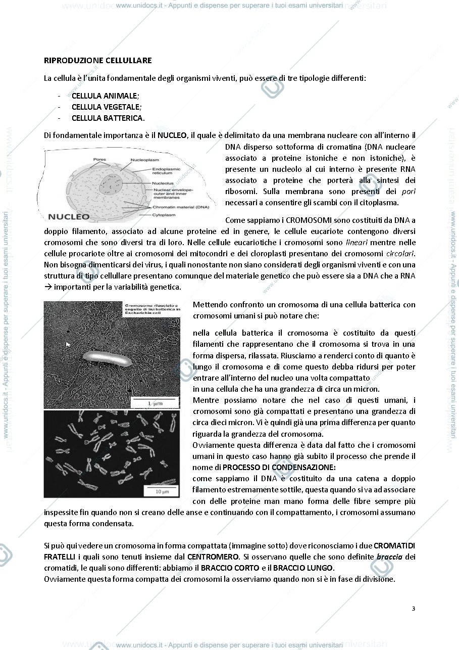 Anteprima pagina 3 — GENETICA