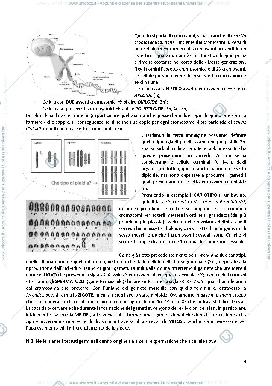 Anteprima pagina 4 — GENETICA