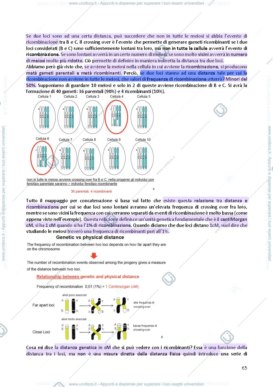 Anteprima pagina 3 — Genetica 
