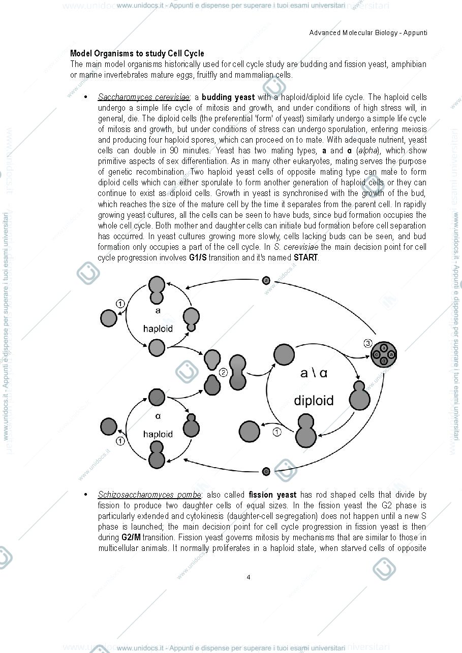 Anteprima pagina 4 — advanced molecular biology