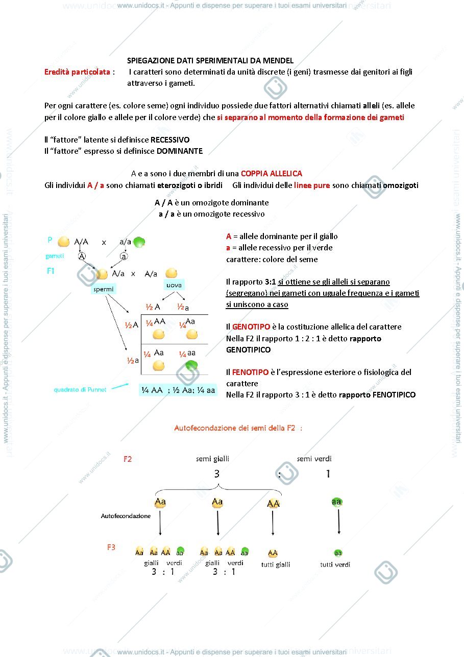 Anteprima pagina 4 — GENETICA