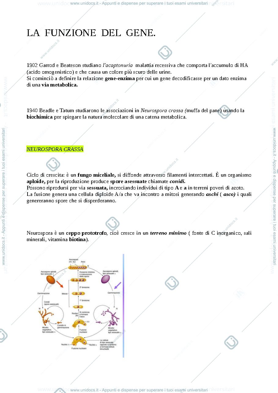 Anteprima pagina 1 — Gene enzima