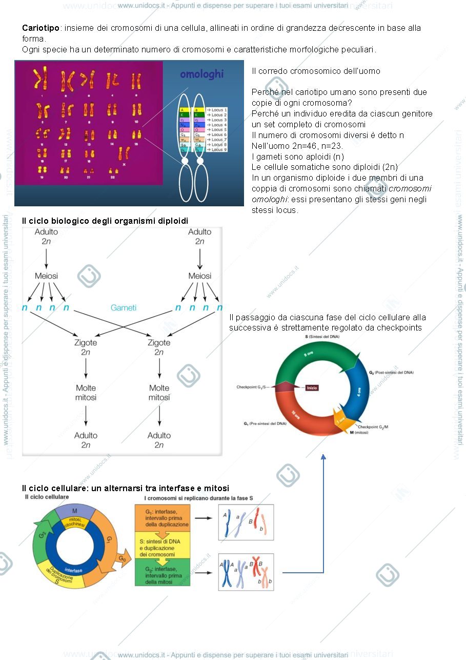 Anteprima pagina 2 — Genetica