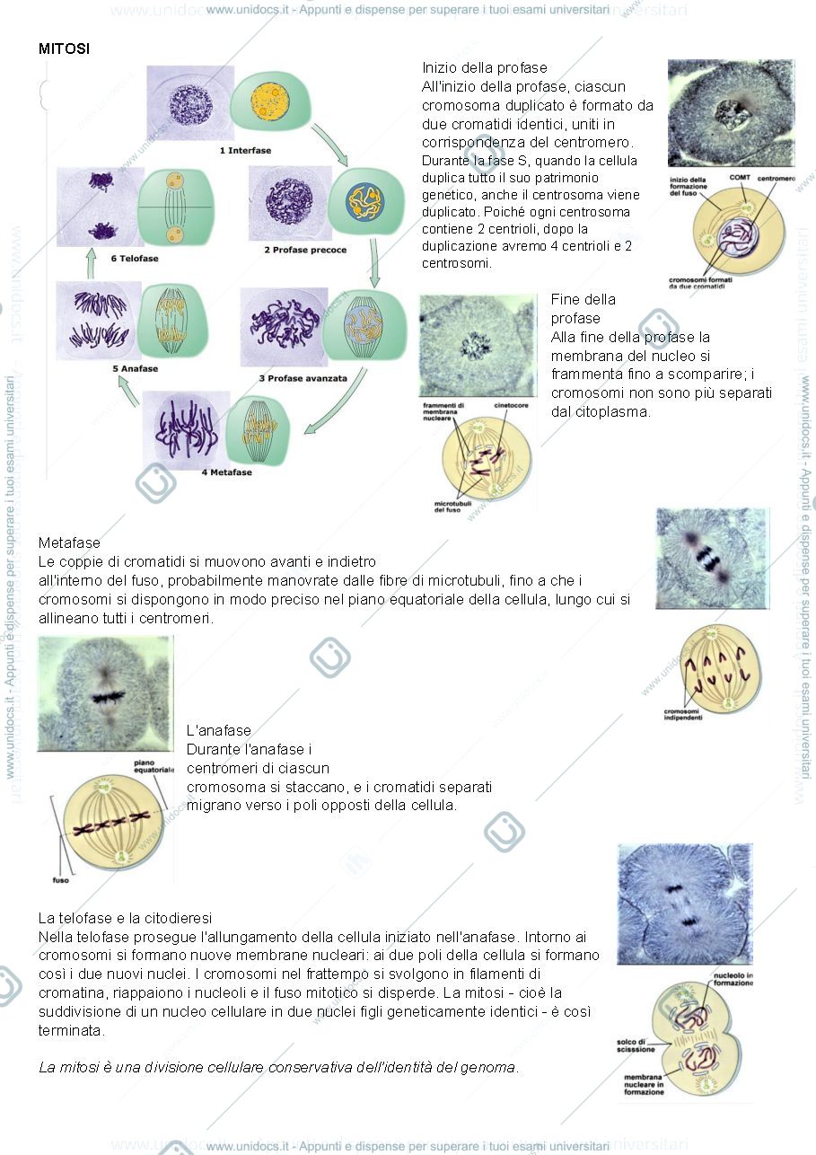 Anteprima pagina 3 — Genetica