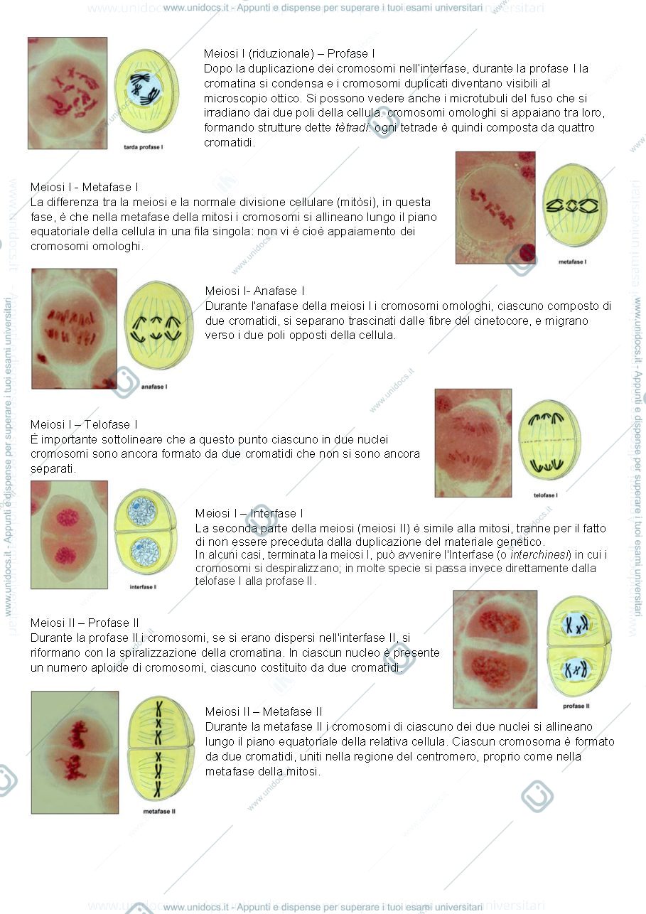 Anteprima pagina 5 — Genetica