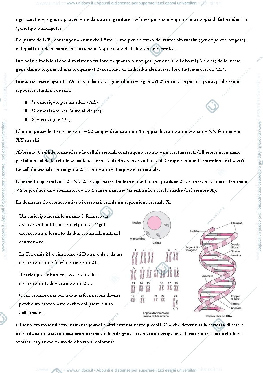Anteprima pagina 3 — Appunti di genetica