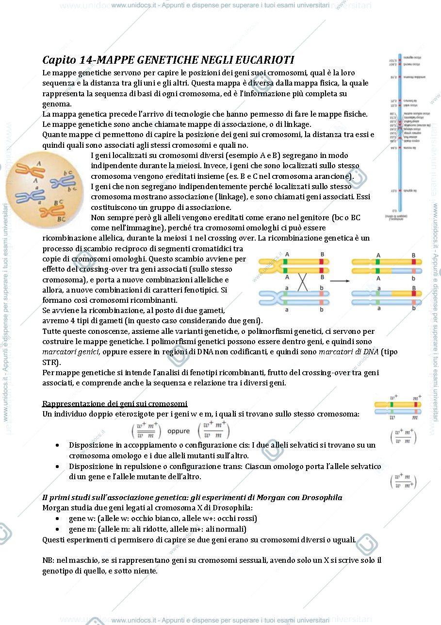 Anteprima pagina 1 — mappe genetiche negli eucarioti