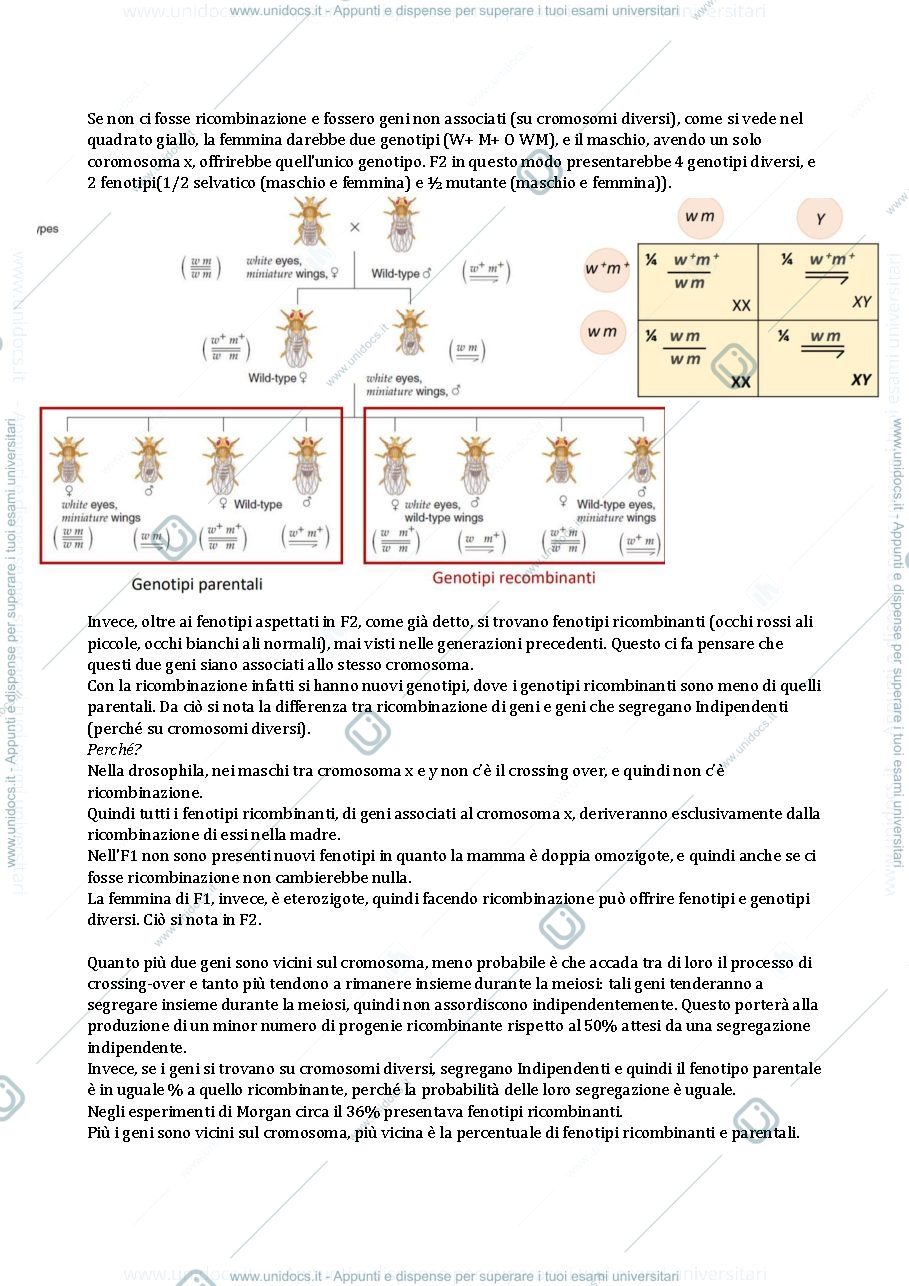 Anteprima pagina 2 — mappe genetiche negli eucarioti