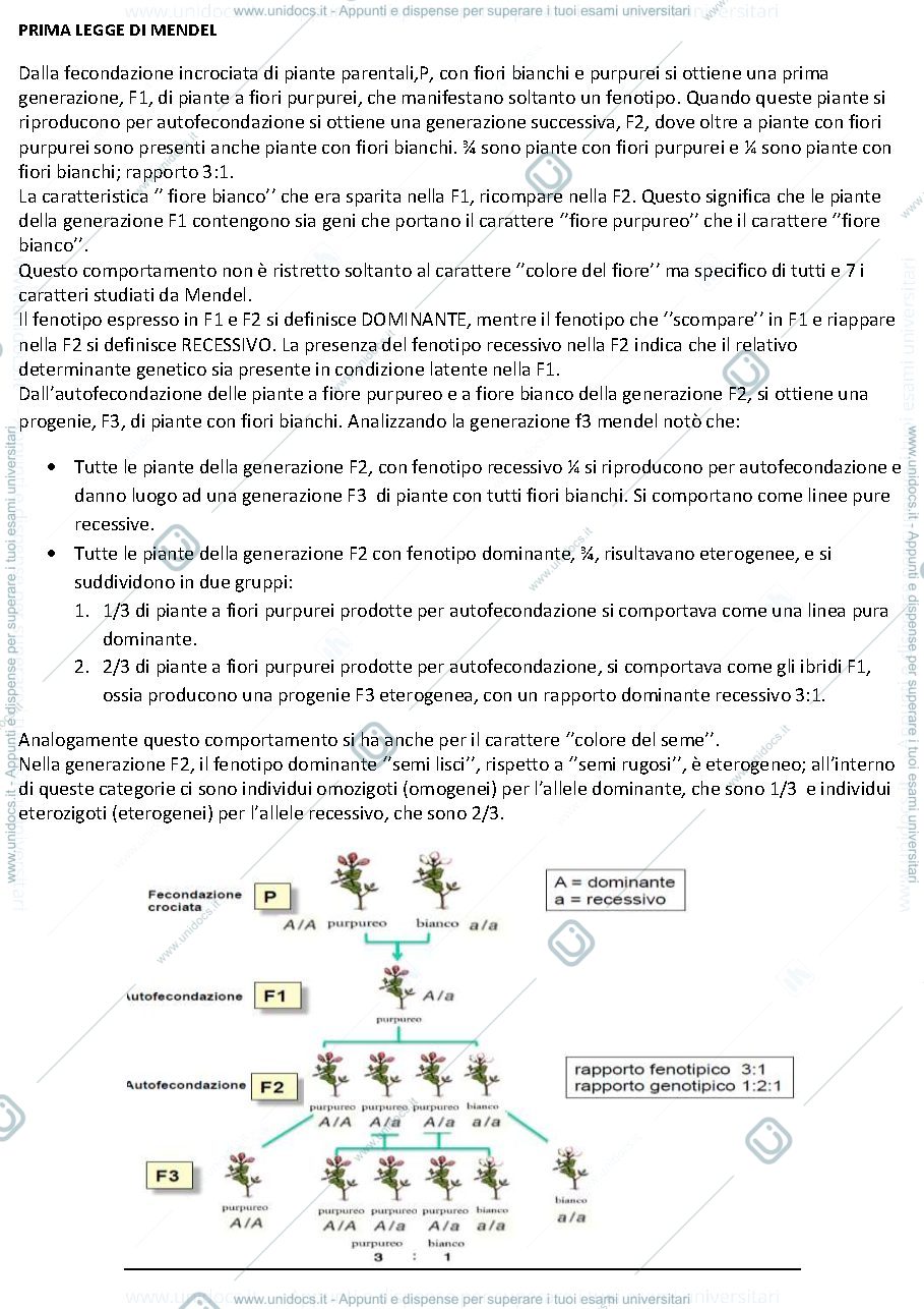 Anteprima pagina 2 — GENETICA 