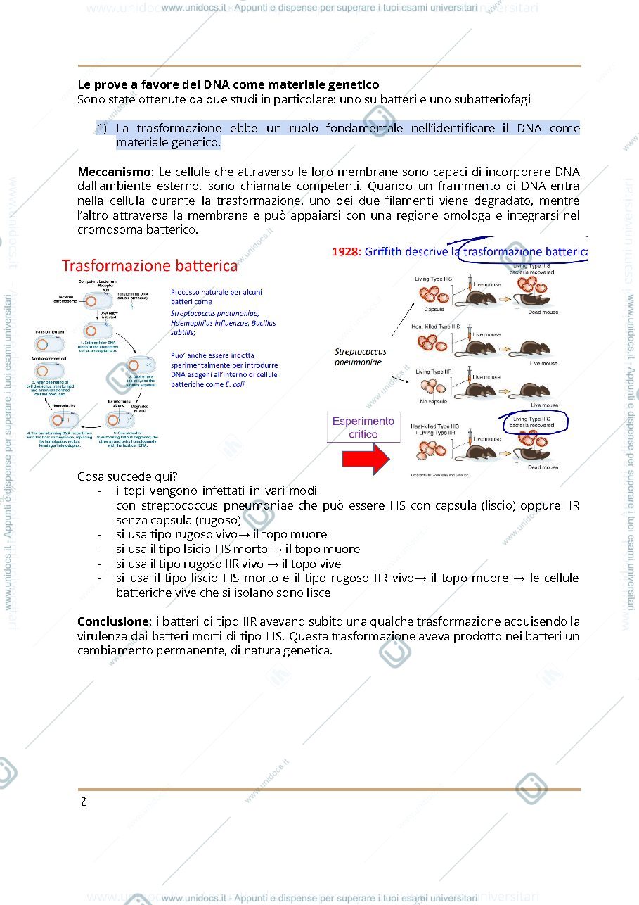 Anteprima pagina 2 — Appunti di genetica Pt 2