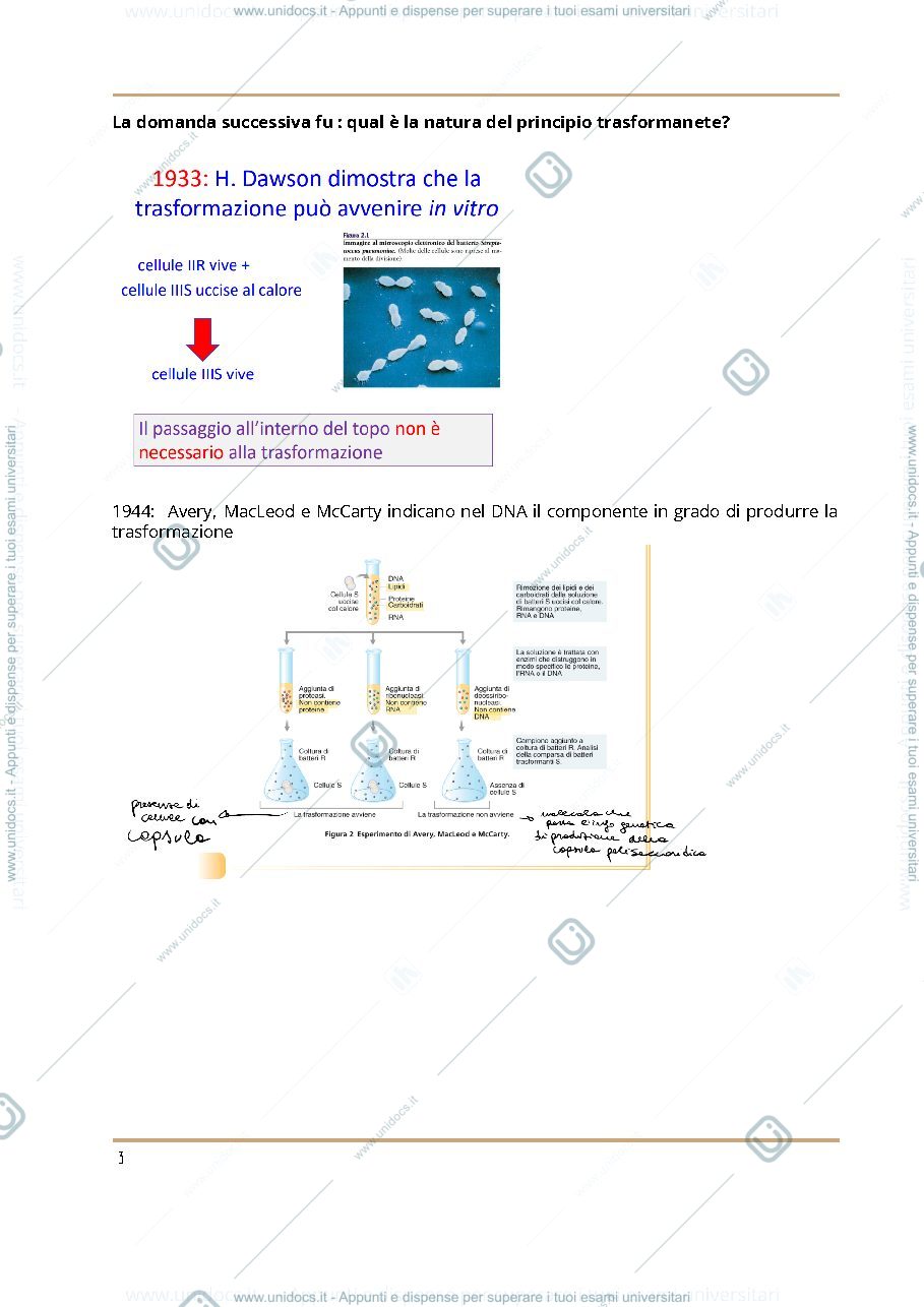Anteprima pagina 3 — Appunti di genetica Pt 2