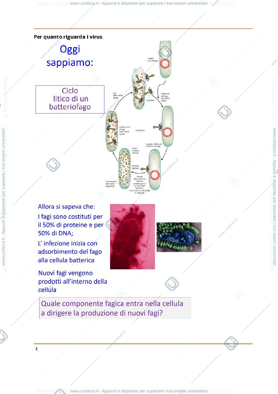 Anteprima pagina 4 — Appunti di genetica Pt 2
