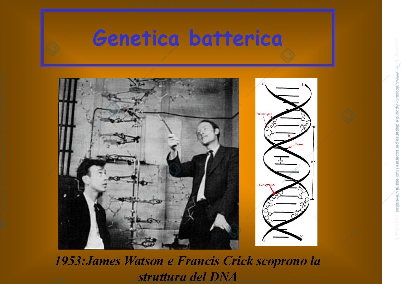 Anteprima pagina 1 — Genetica batterica