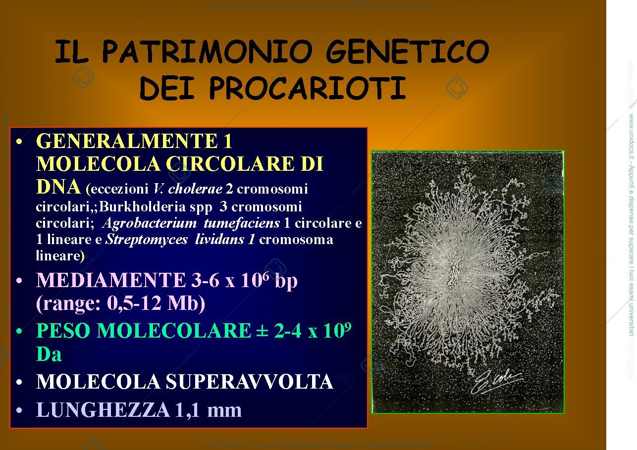 Anteprima pagina 2 — Genetica batterica