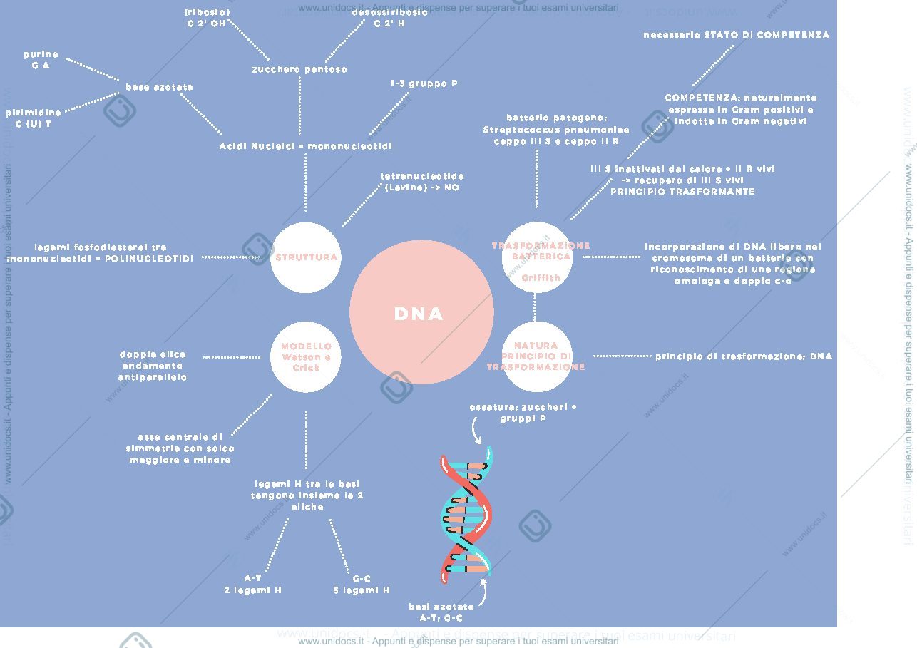 Anteprima pagina 1 — Genetica - 2