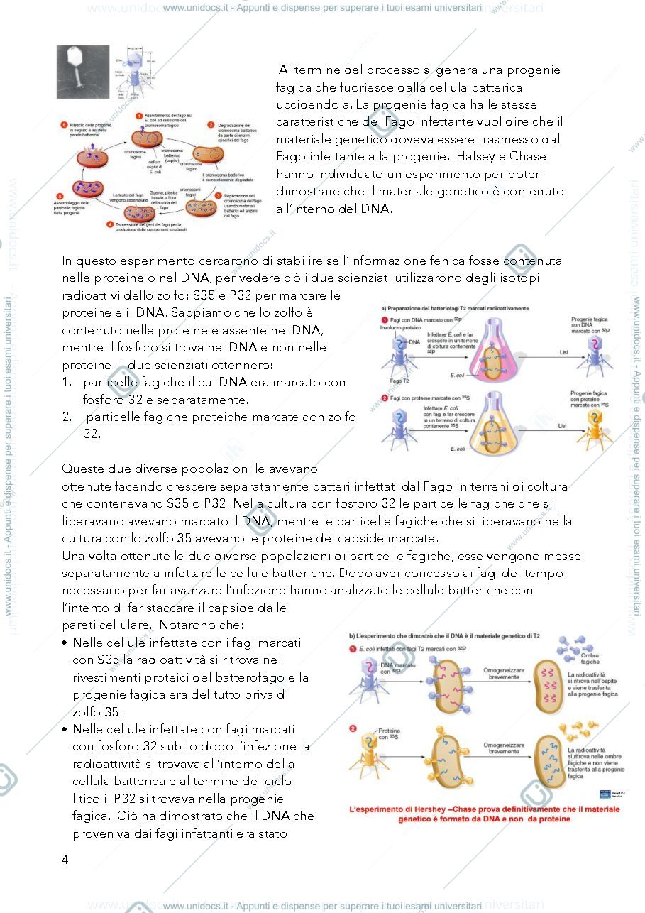 Anteprima pagina 4 — genetica microorganismi 