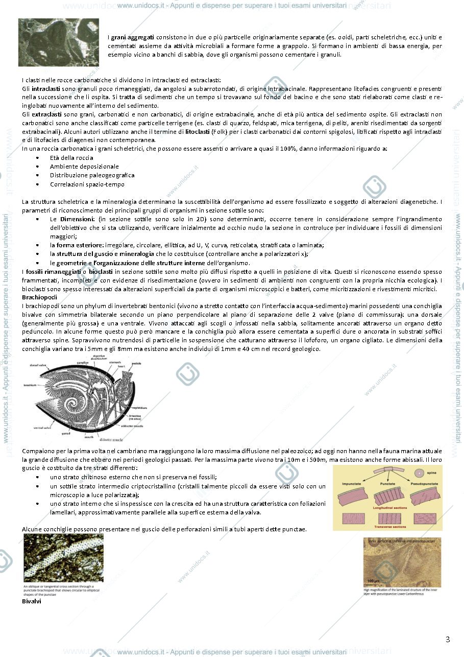 Anteprima pagina 3 — Appunti Geologia del Sedimentario (teoria)