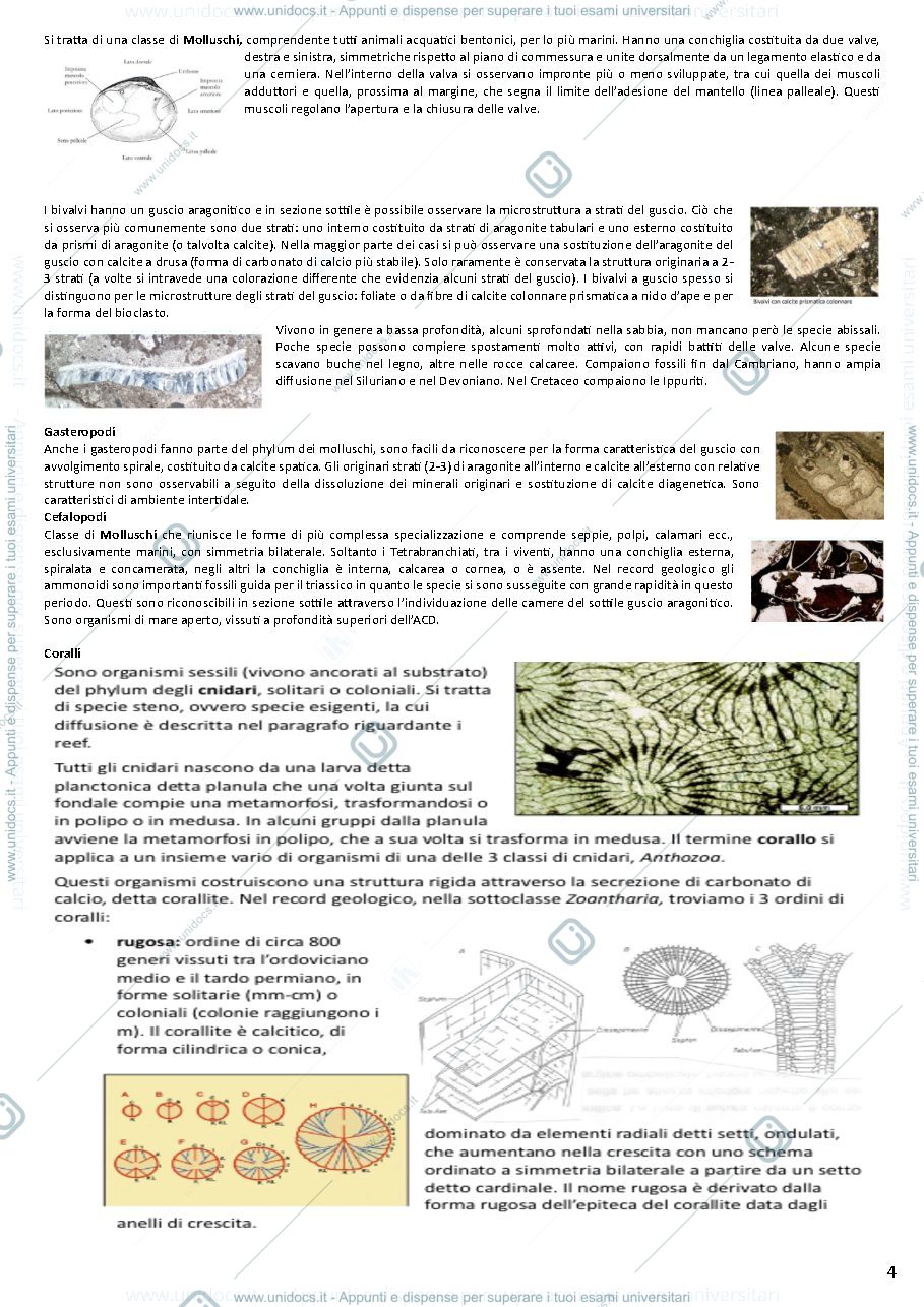 Anteprima pagina 4 — Appunti Geologia del Sedimentario (teoria)