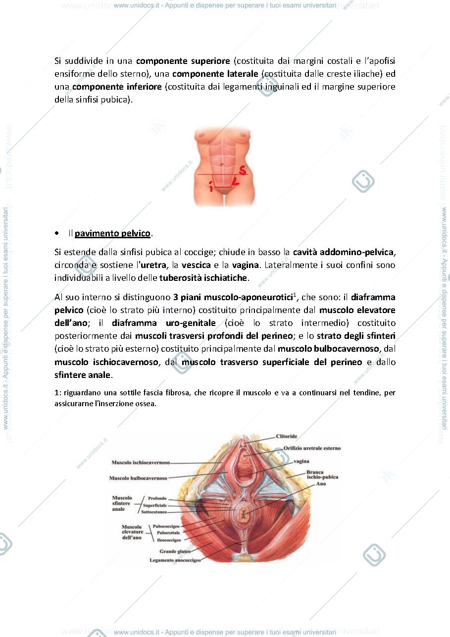 Anteprima pagina 2 — Appunti delle lezioni di Ginecologia ed Ostetricia