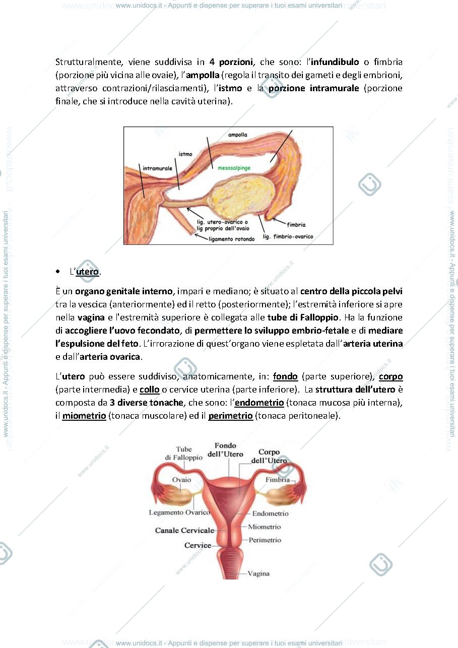 Anteprima pagina 5 — Appunti delle lezioni di Ginecologia ed Ostetricia