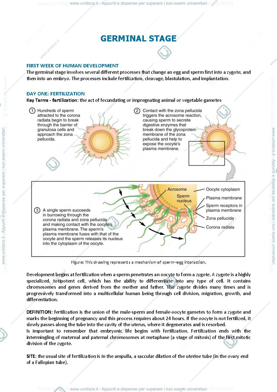 Anteprima pagina 1 — Embriology - germinal stage