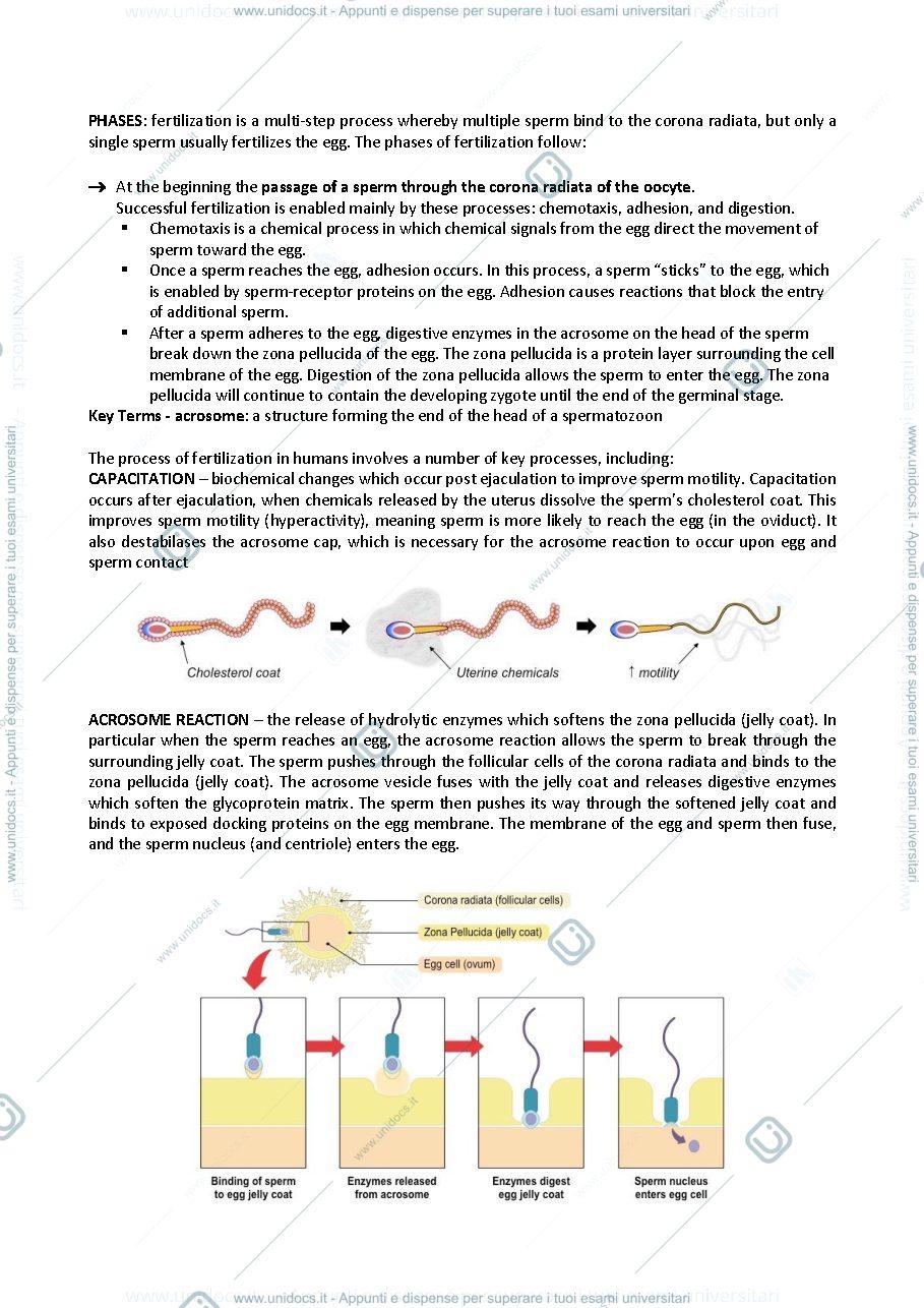 Anteprima pagina 2 — Embriology - germinal stage