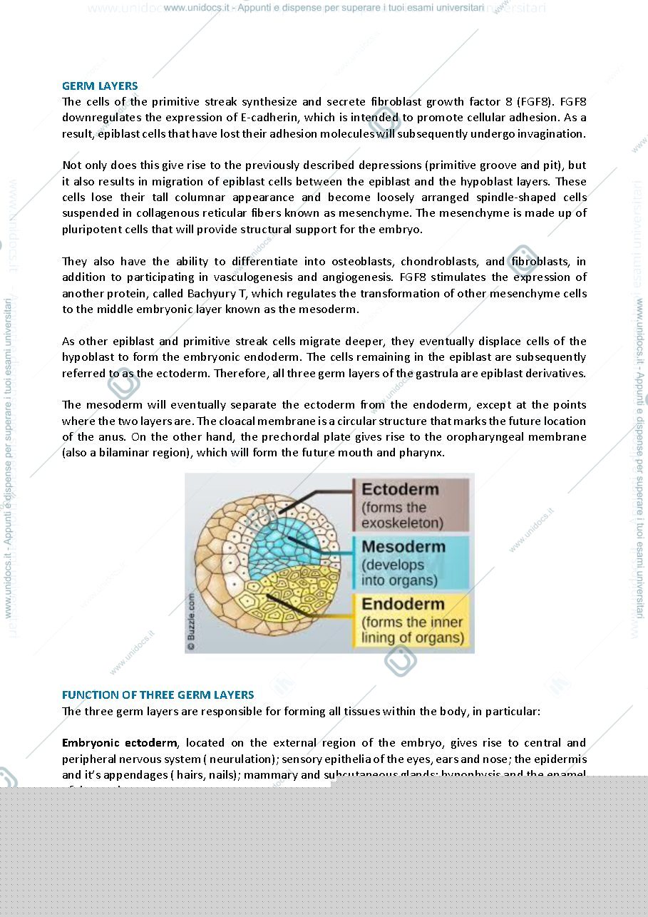 Anteprima pagina 2 — Embriology - embryonic development: week 3