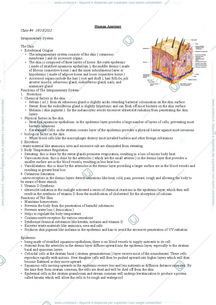 Anteprima pagina 1 — Tegumentary system