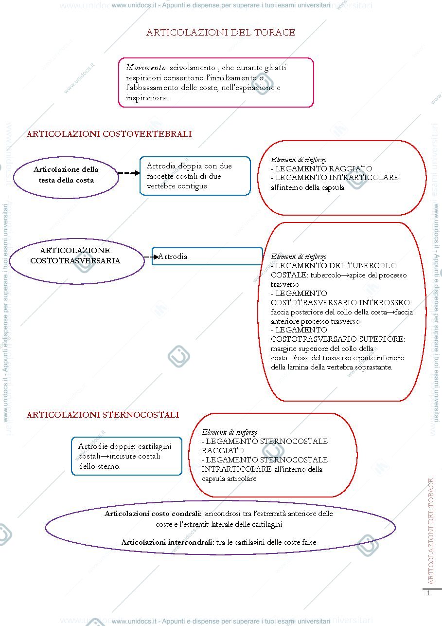 Anteprima pagina 1 — Anatomia I schemi apparato locomotore 