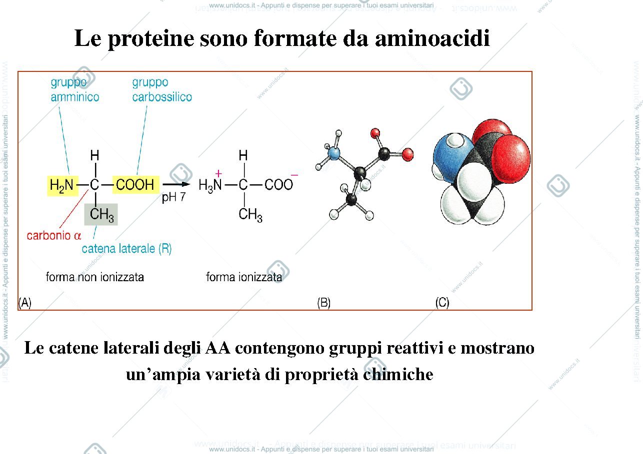 Anteprima pagina 1 — biologia